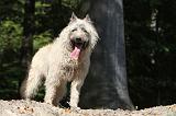 BOUVIER DES ARDENNES 121